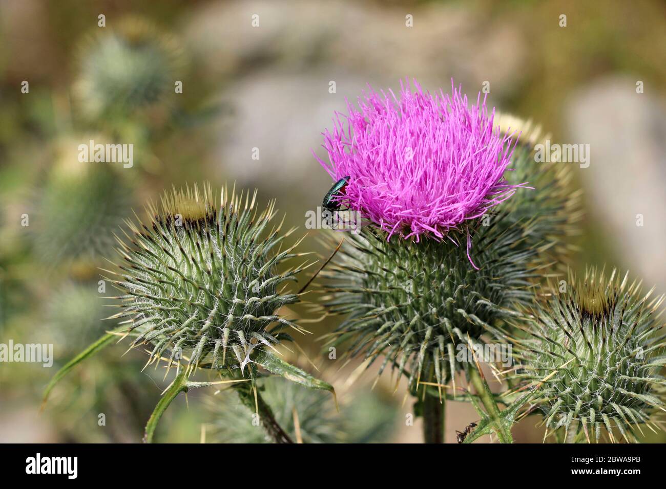 Wild Scottish Thistle (Saint Mary's Thistle, Marian Scotch thistle). Beautiful purple flower protected by a green, jagged, round shaped bulb Stock Photo