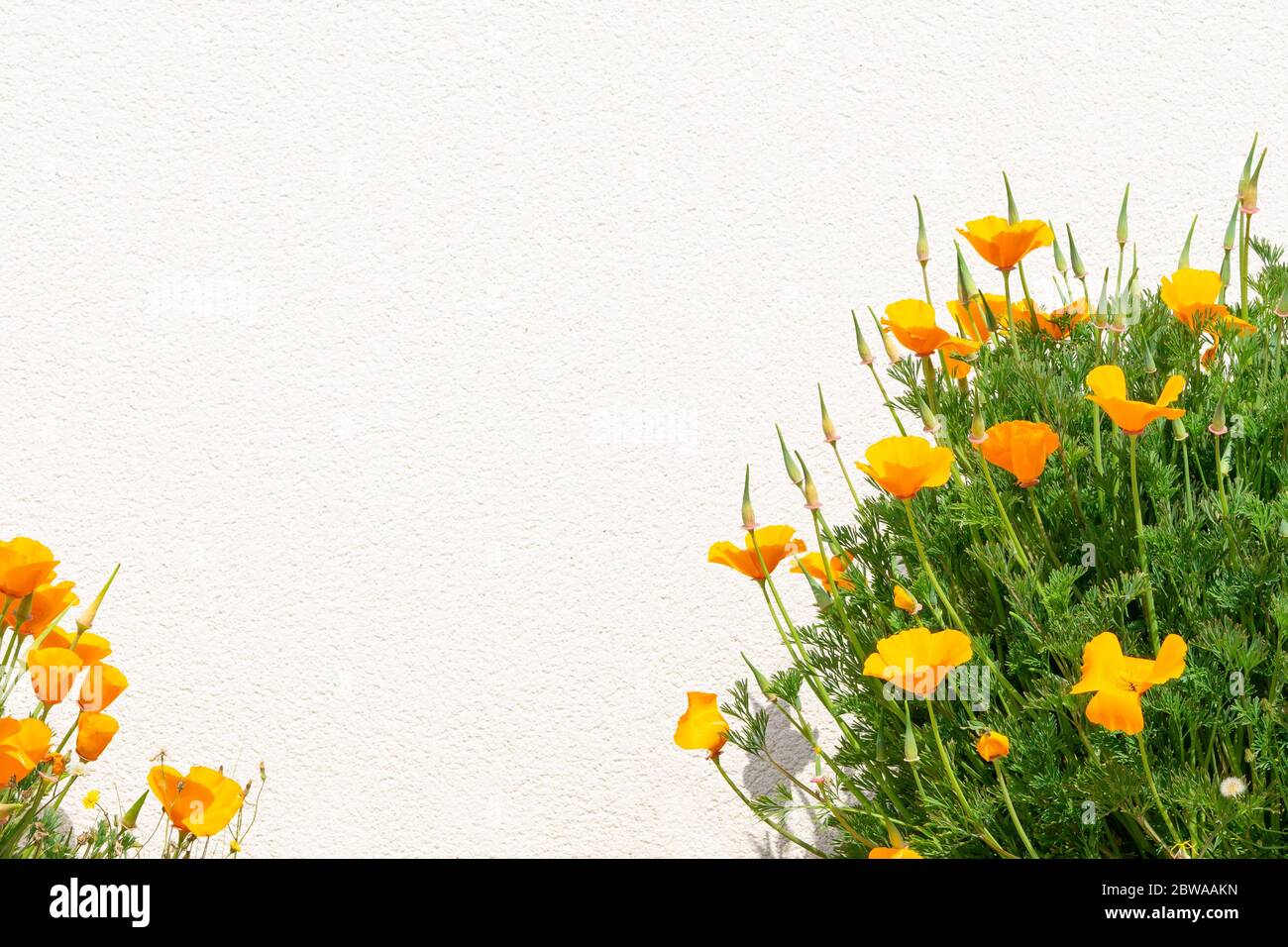 Orange California poppy flower grows near white wall. Close up, copy space.  Stock Photo