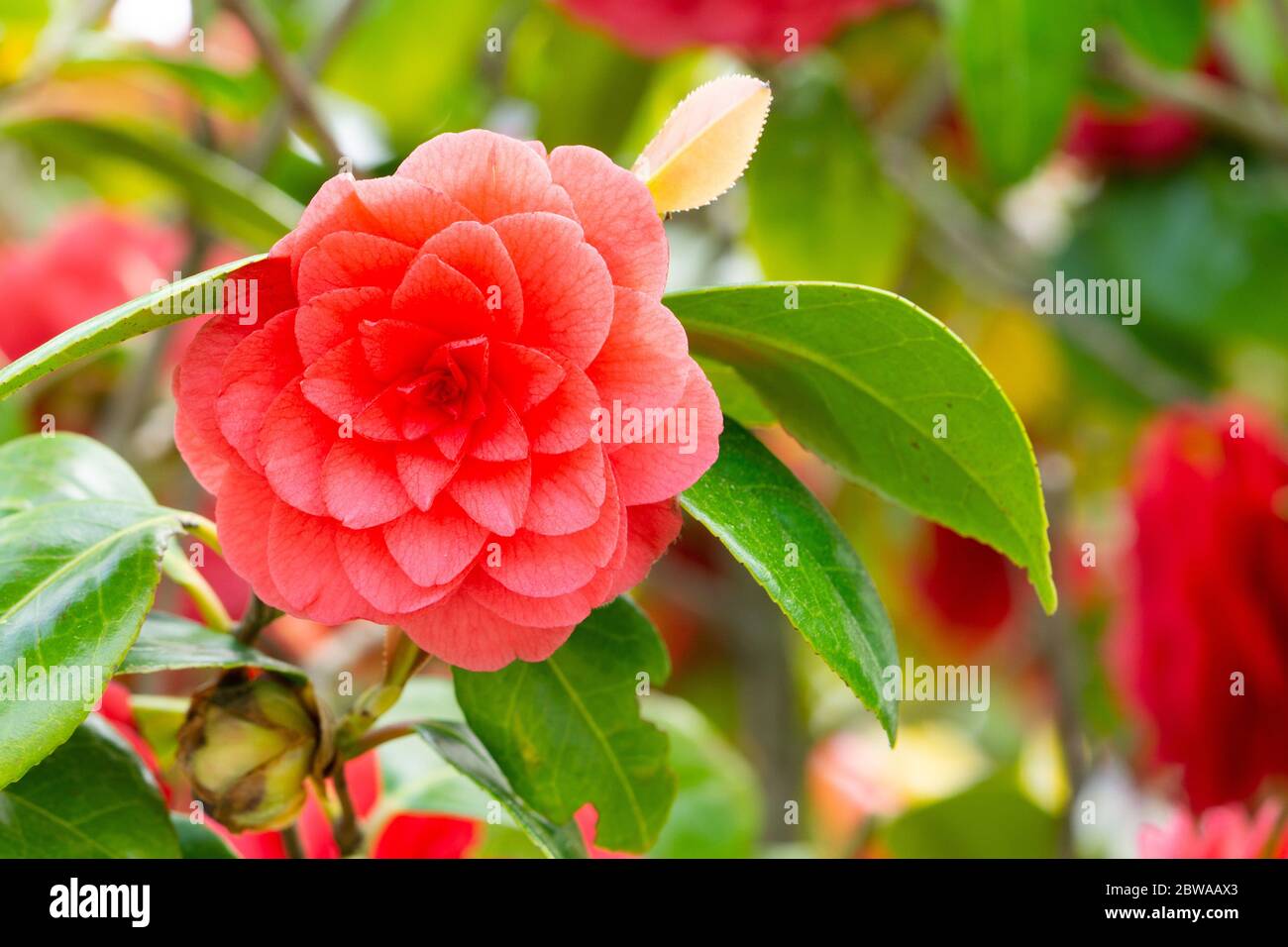 Pink Camellia flower on green bush. Macro photo, copy space Stock Photo