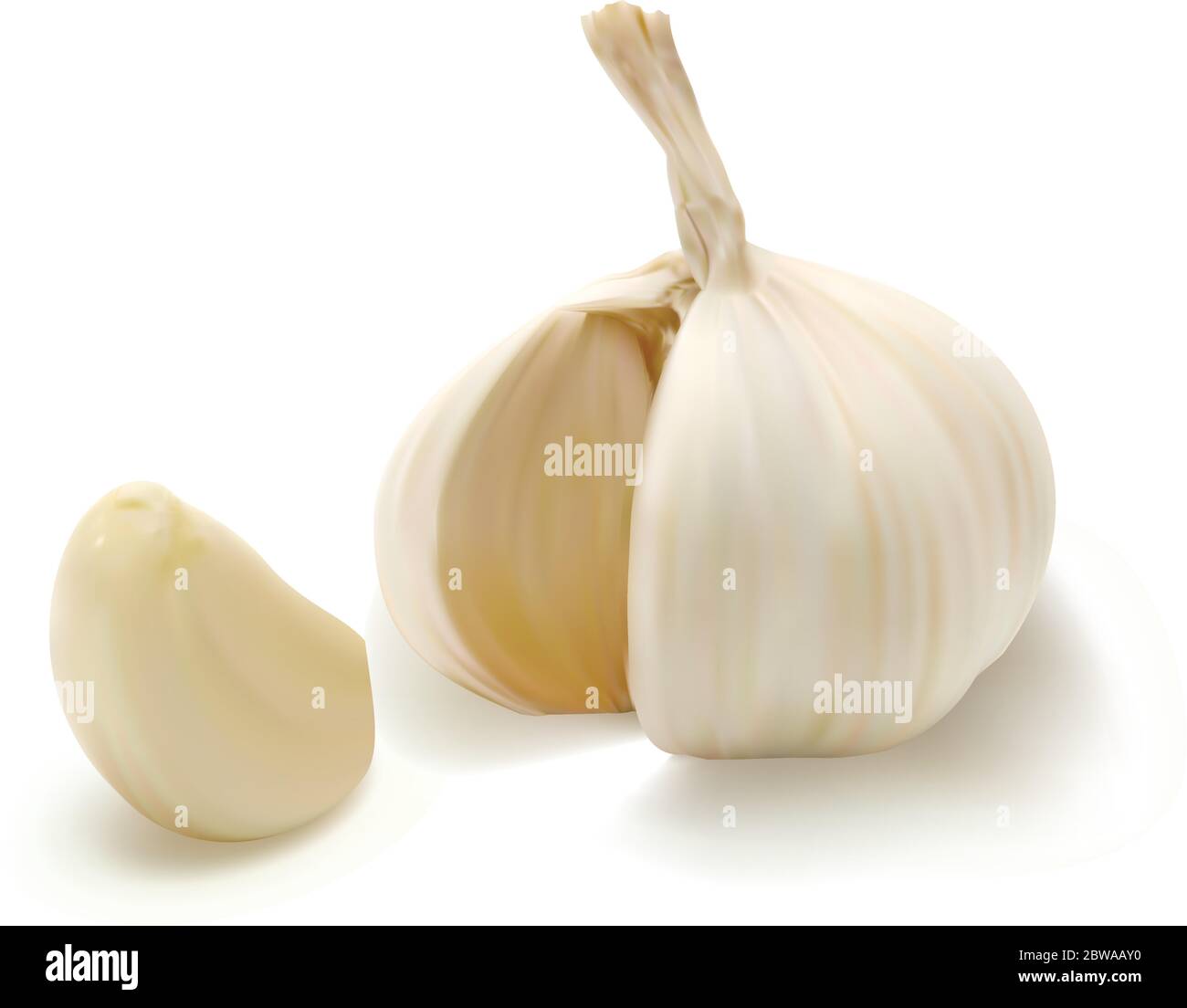 Realistic vector garlic. Isolated on white background. Stock Vector