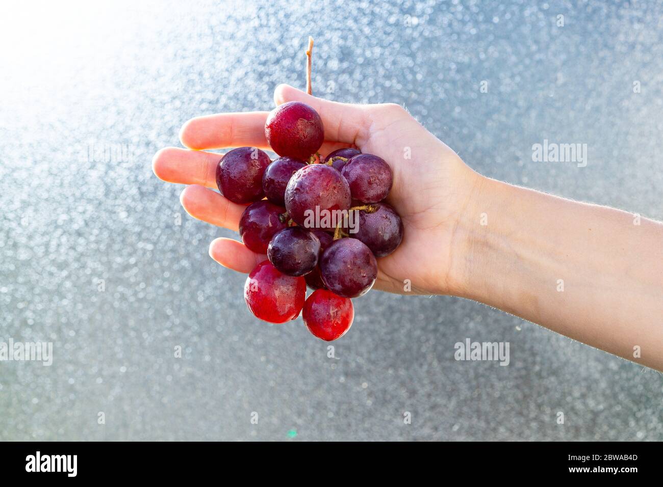 Female hand holds red grapes on a blue background. Concept healthy living, eat local food. Copy space.  Stock Photo