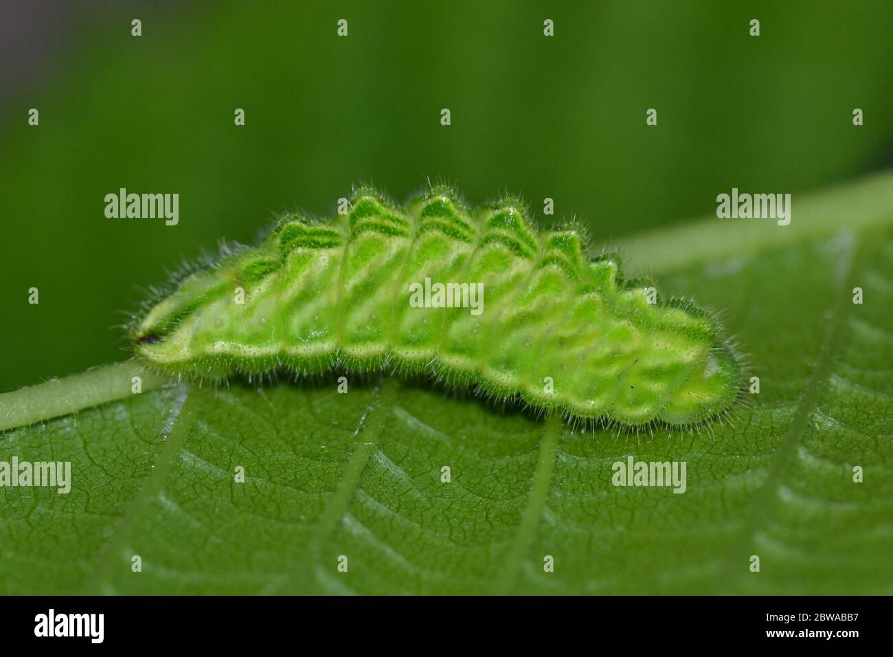 Rare White Letter Hairstreak butterfly larva (caterpillar), camouflaged superbly as a rolled up Elm leaf. Stock Photo