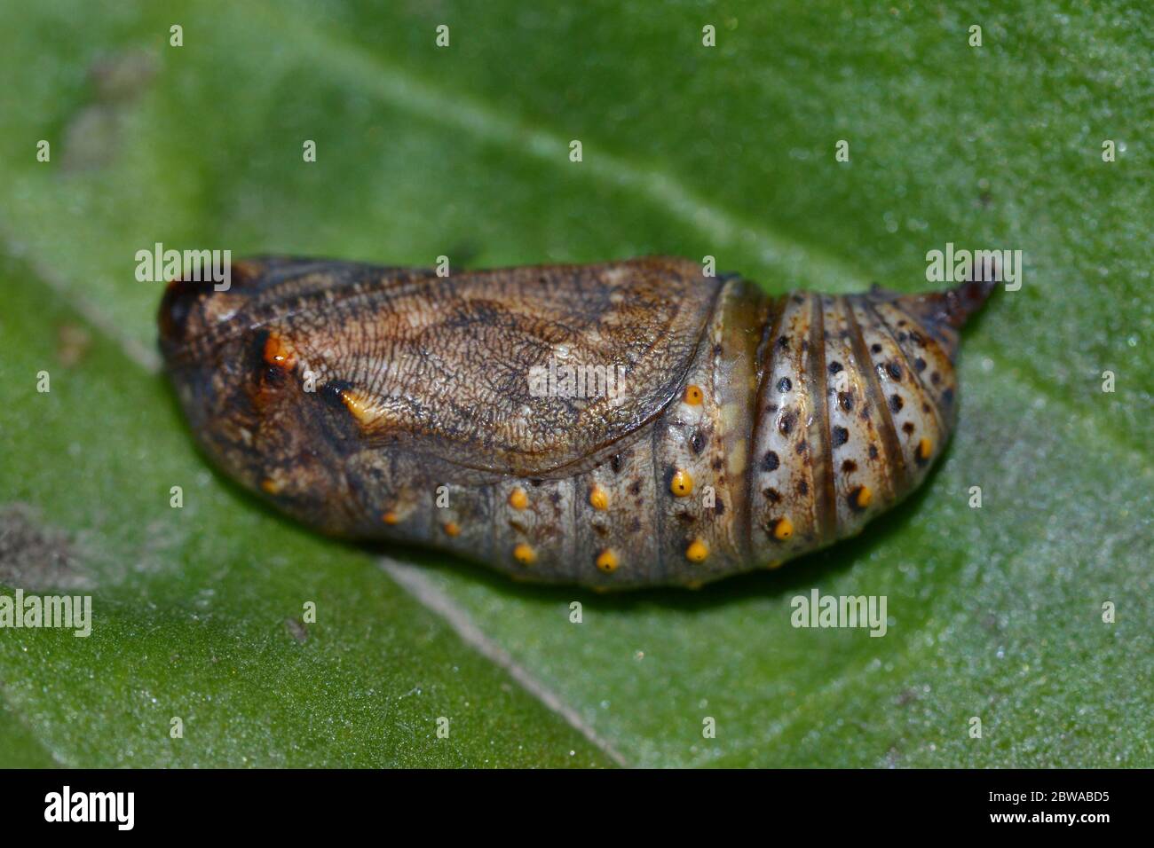 Glanville Fritillary pupa (chrysalis), a rare butterfly resident in the Isle of Wight only in the UK. Named after Lady Eleanor Glanville. Stock Photo