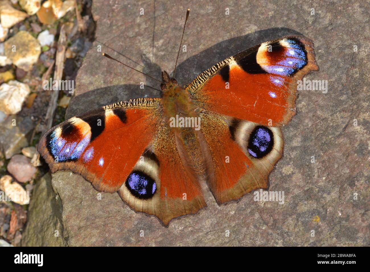 Peacock Butterfly basking on rock, England. One of the first butterflies to emerge in Spring after hibernation. Stock Photo