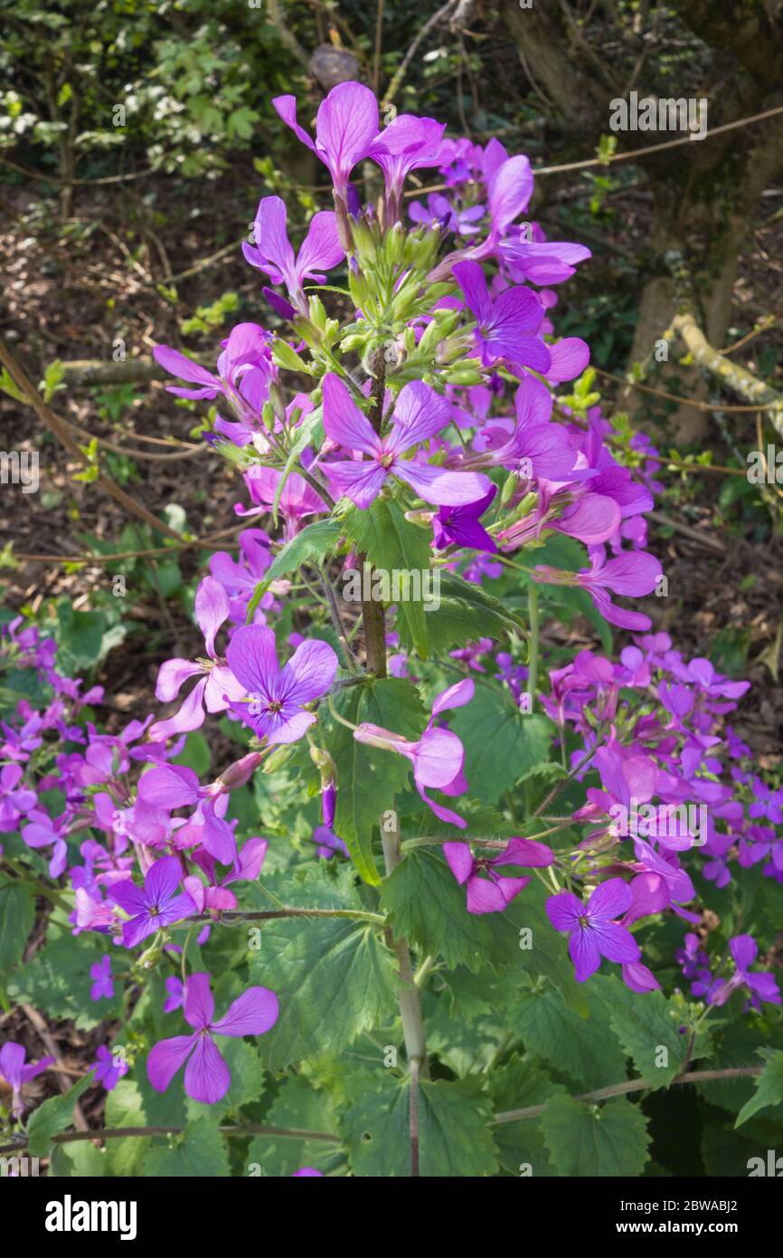 Honesty (Lunaria annua) growing on parkland in Hereford Herefordshire UK. April 2020 Stock Photo