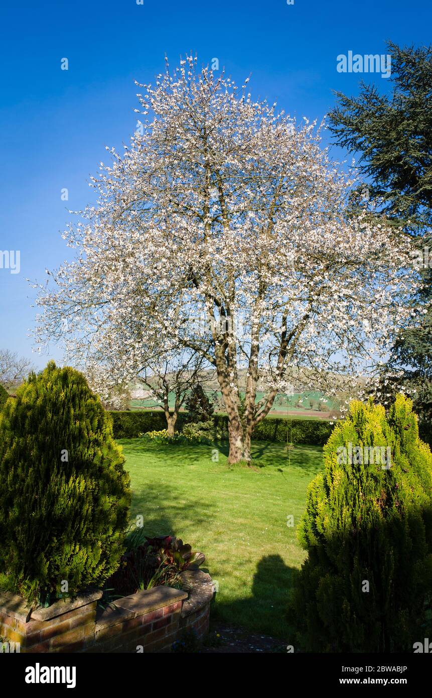 A fifty yearss old wild cherry tree (prunus avium) in flower in Spring in an English garden under a clear blue sky in UK Stock Photo