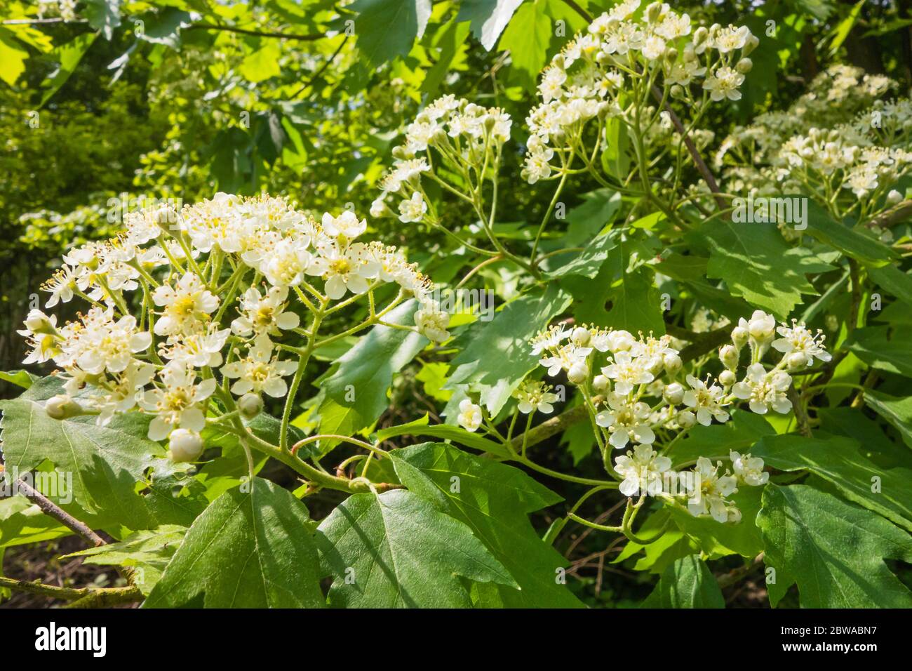 Whitebeam (Sorbus aria) flowering on a nature reserve in the Herefordshire UK countryside. May 2020 Stock Photo