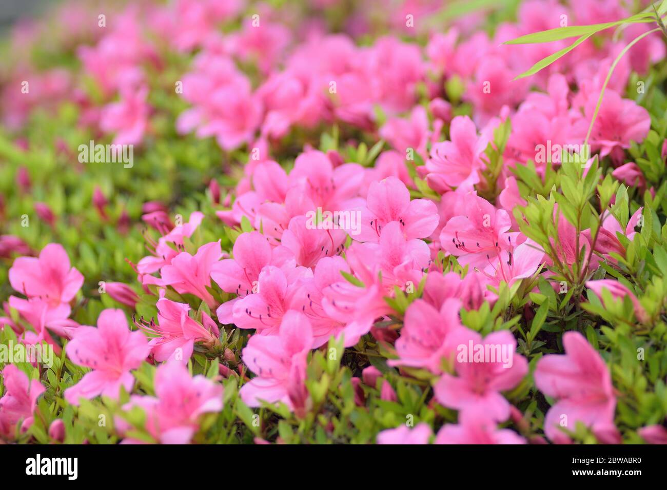 Macro background of Pink Azalea flowers at Summer garden in Japan Stock