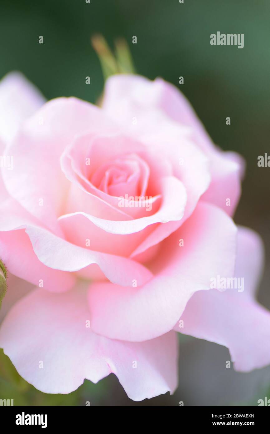 Macro details of pink Rose flower in summer garden Stock Photo