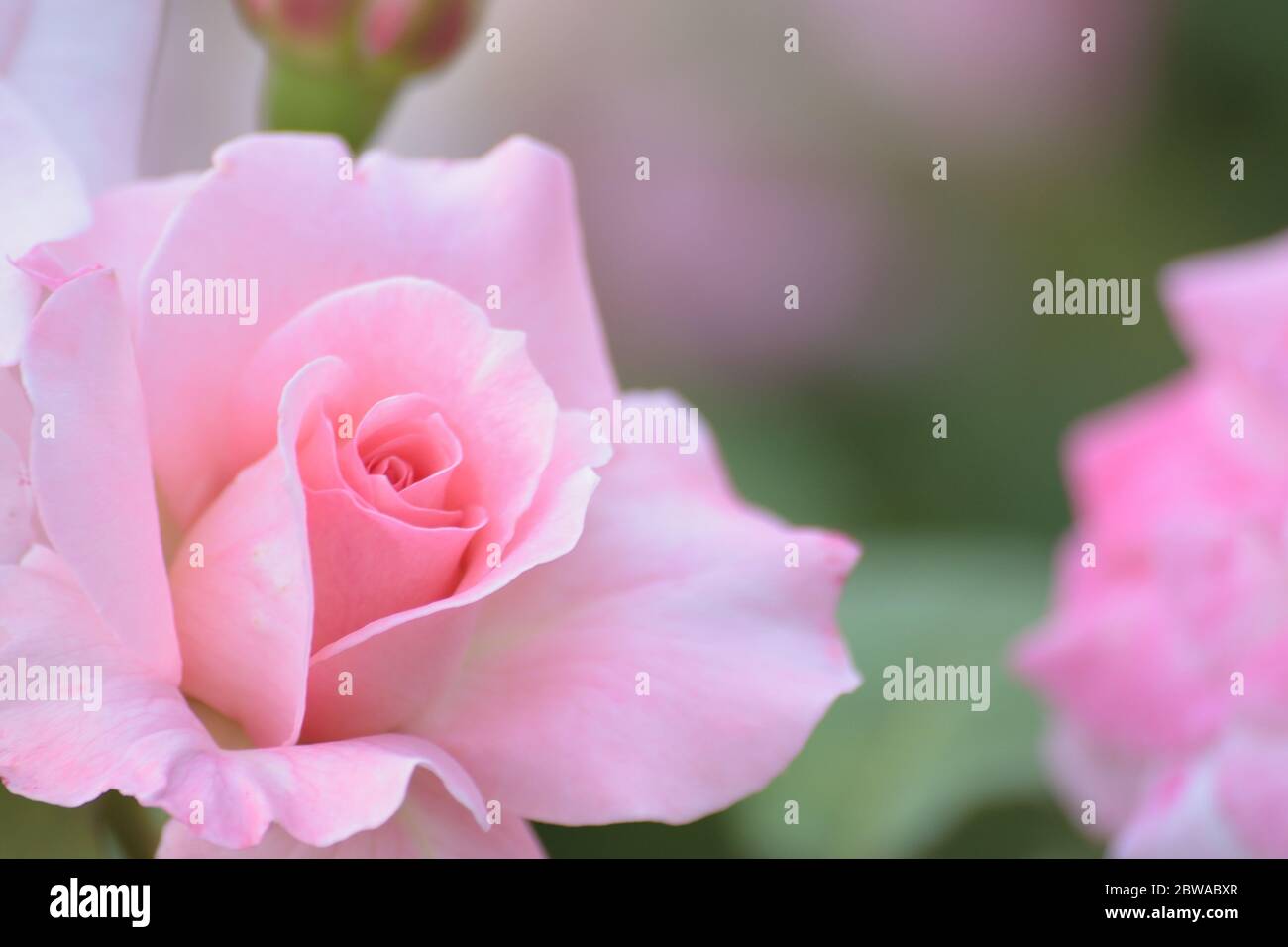 Macro details of pink Rose flower in summer garden Stock Photo
