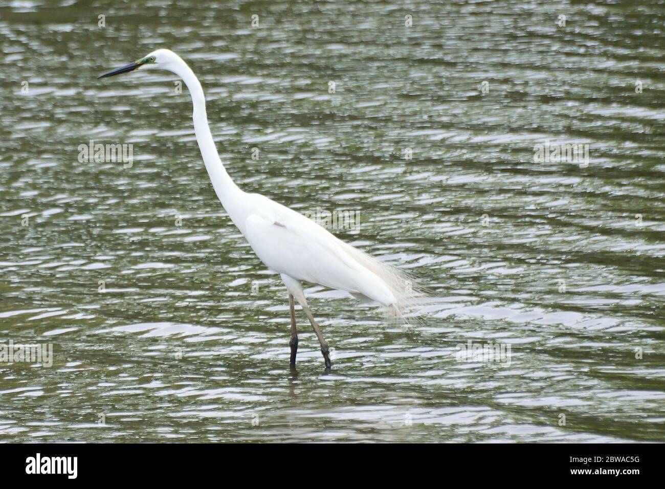 White Japanese Crane in water body Stock Photo Alamy