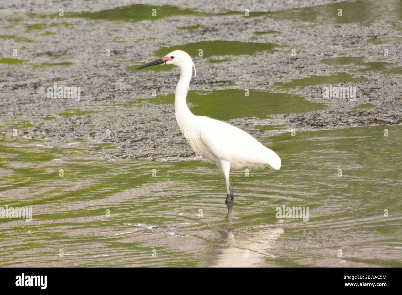 White Japanese Crane in water body Stock Photo - Alamy