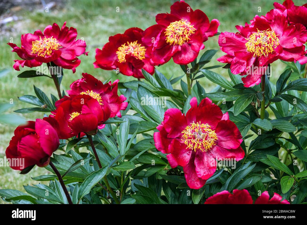 Red Peony lactiflora 'Favorita' Stock Photo