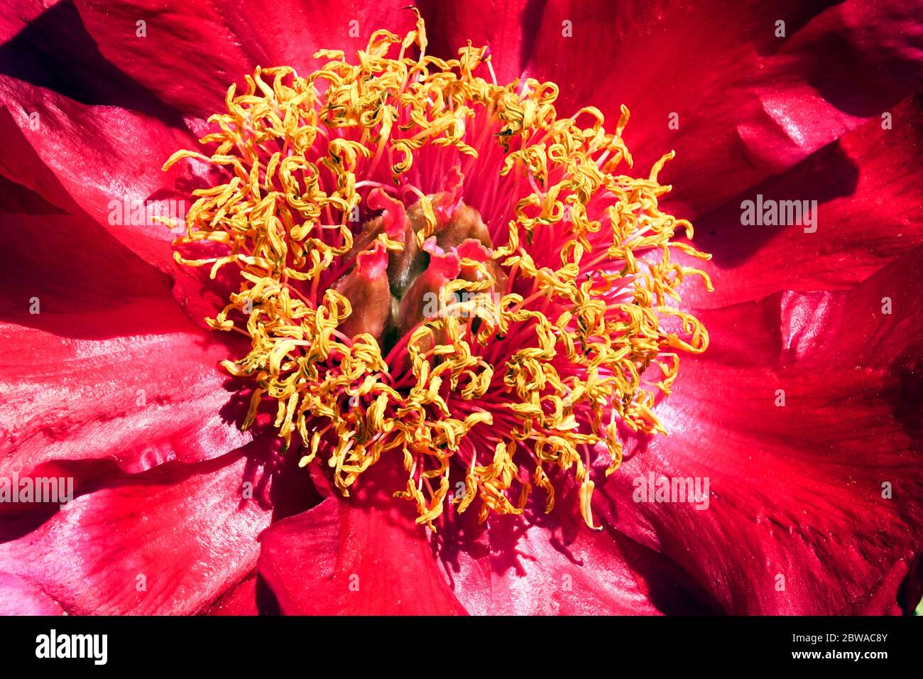 Red Peony lactiflora 'Barrington Belle' Peonies close up flower Stock Photo