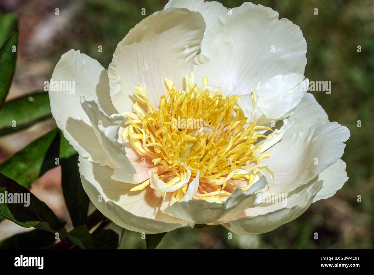 White Peony Claire De Lune Peonies Close Up Flower Stock Photo Alamy