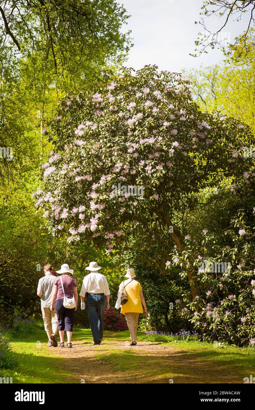 A group of four adults strolling through Bowood Rhododendron gardens in Wiltshire England UK in April Stock Photo