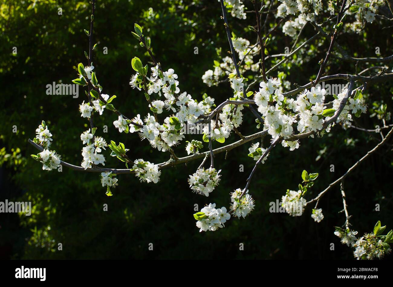 White blossom of Prunus domestica Opal flowering in an English garden in April Stock Photo