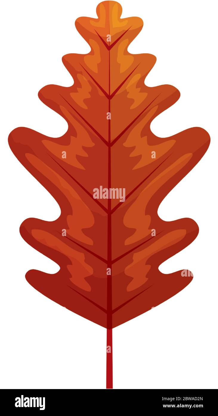 autumn leaf oak or fall foliage on white background Stock Vector Image ...