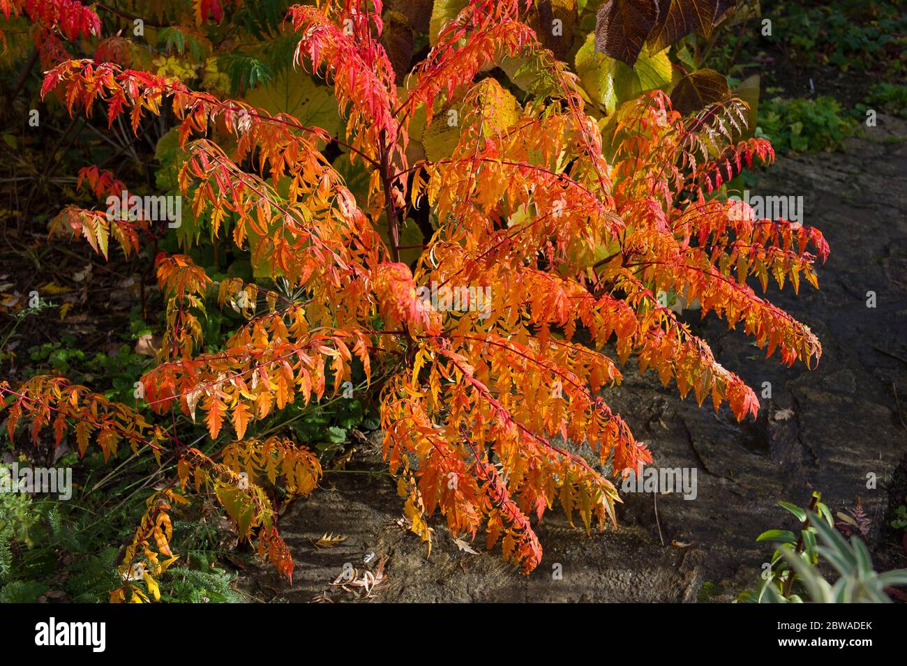 Warm russet tones of Rhus Typhina in an English garden in Autumn UK Stock Photo