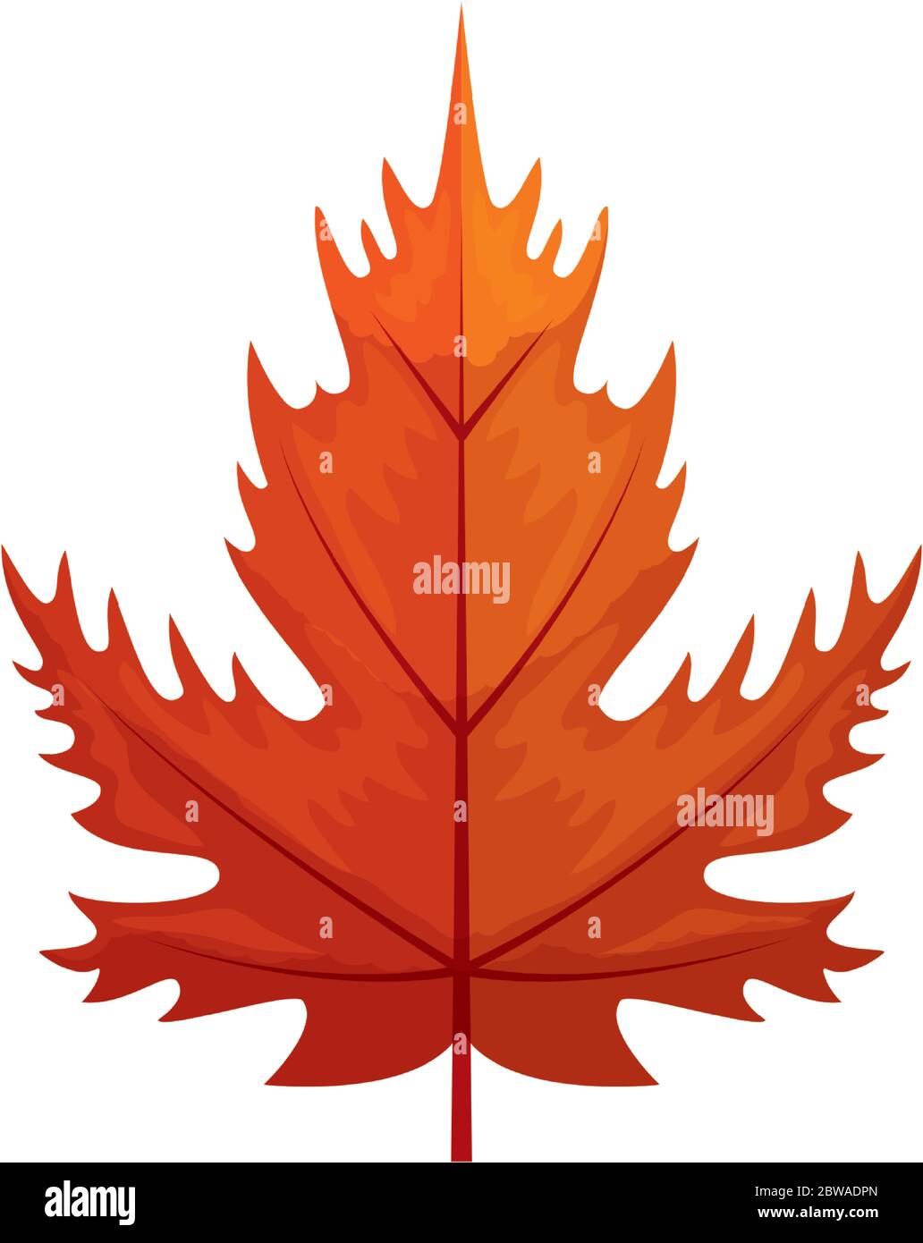 autumn leaf maple or fall foliage on white background Stock Vector