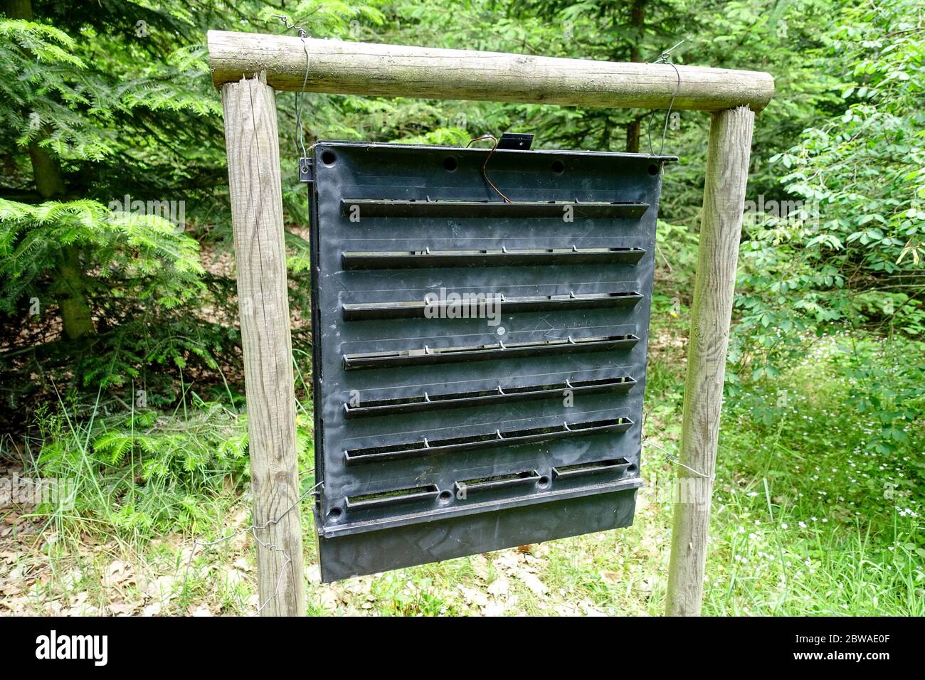 Pheromone trap spruce bark beetle trap Stock Photo