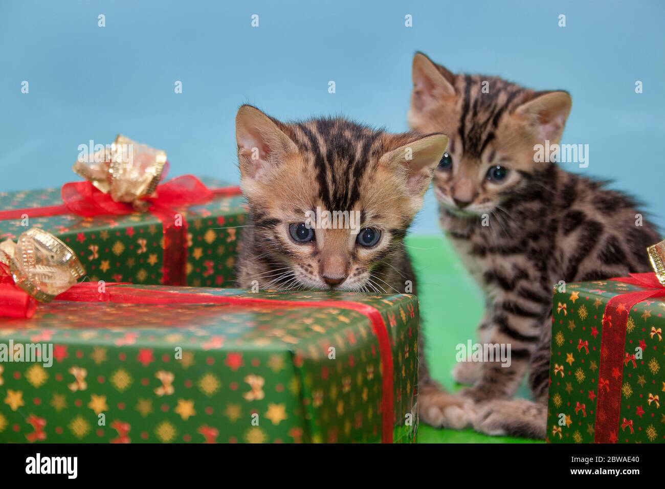 Two cute bengal kittens are sitting near the festive's gifts. Pet animals. Stock Photo