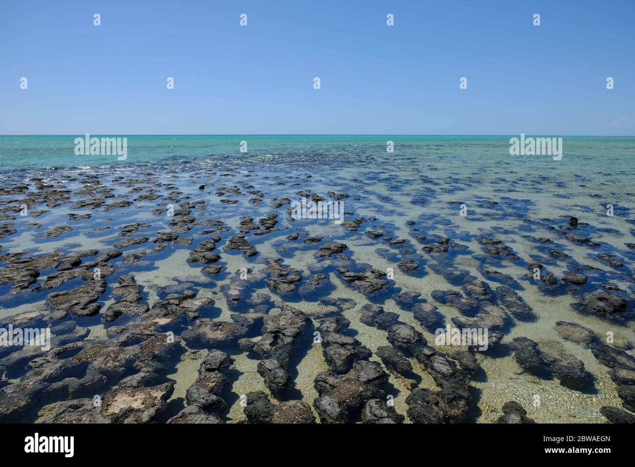 Western Australia Hamelin Pool Marine Nature Reserve - Structures of Stromatolites Stock Photo