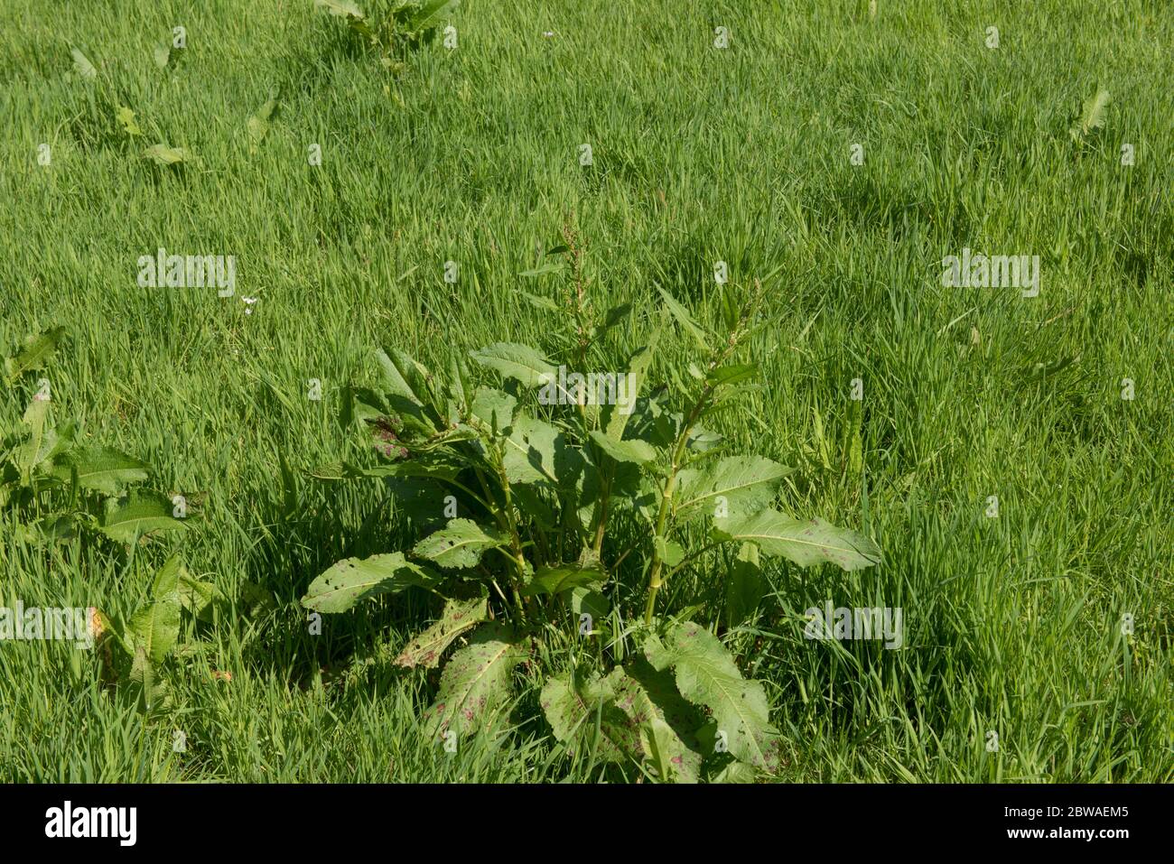 Spring Growth of the Perennial Curled Dock Weed (Rumex crispus) Growing in a Field on Farm Land in Rural Devon, England, UK Stock Photo