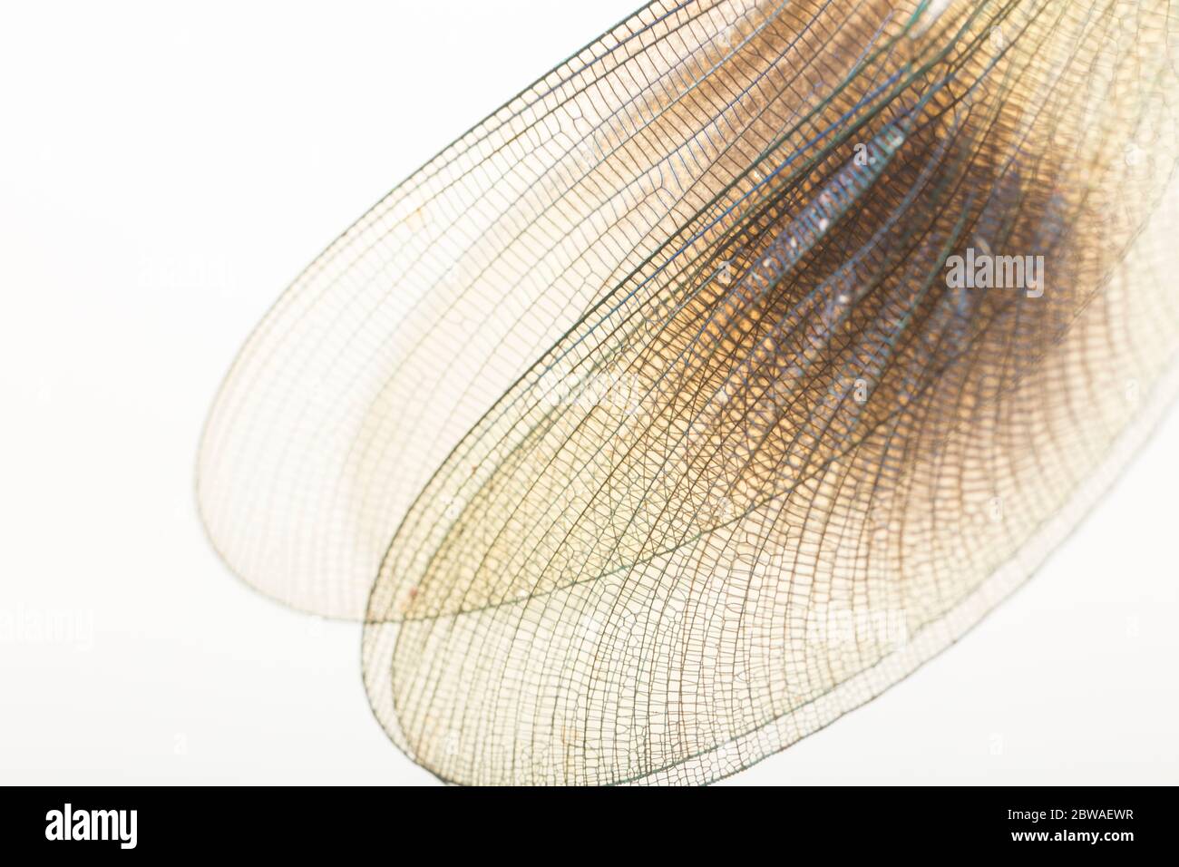 Detail of the wings of a male banded demoiselle fly, Calopteryx splendens, photographed against a white background. North Dorset England UK GB Stock Photo