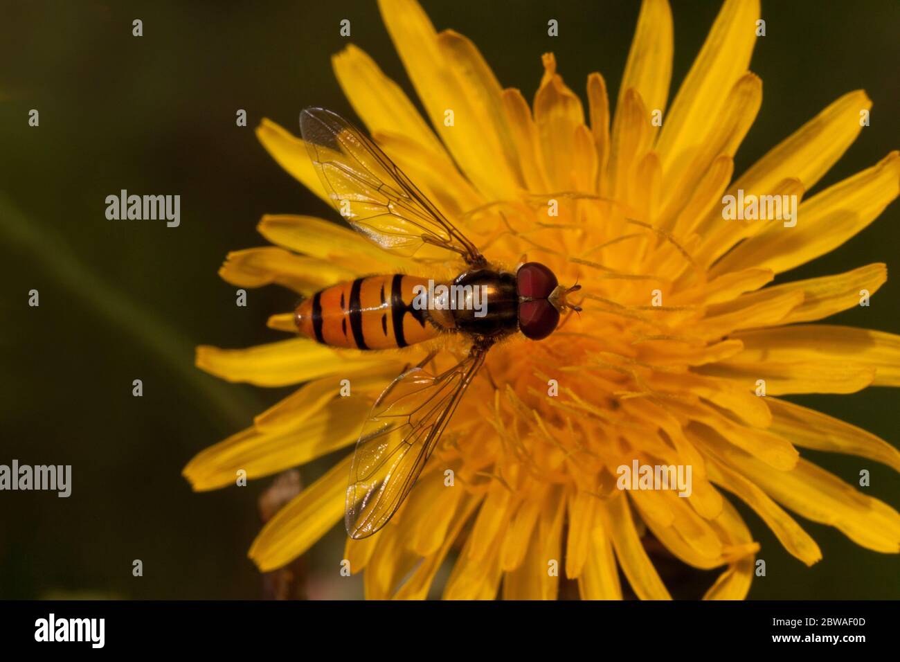 Diptera two wings hi-res stock photography and images - Alamy