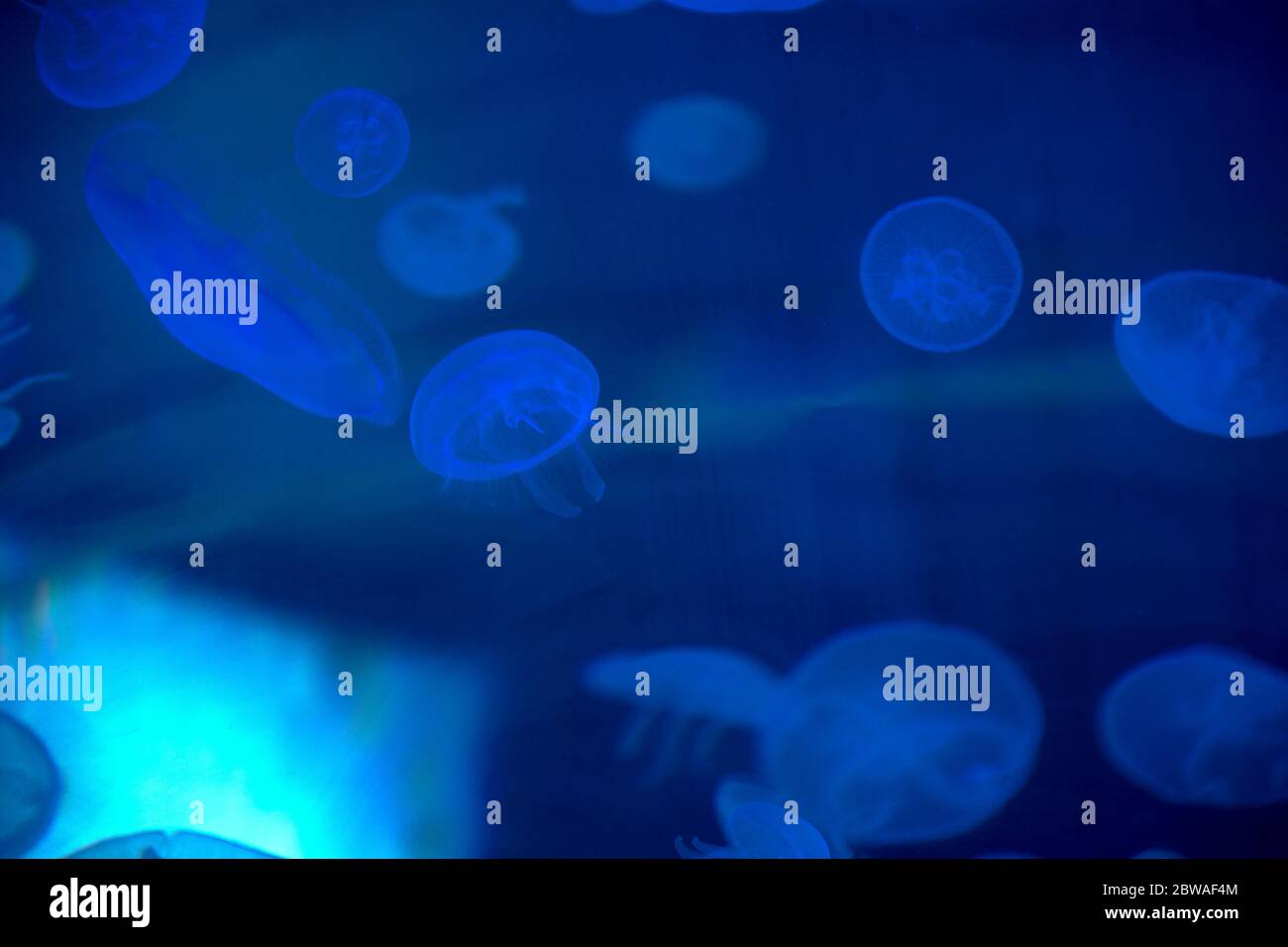 Jellyfish set, in the ocean, blue color, fluorescent Stock Photo - Alamy