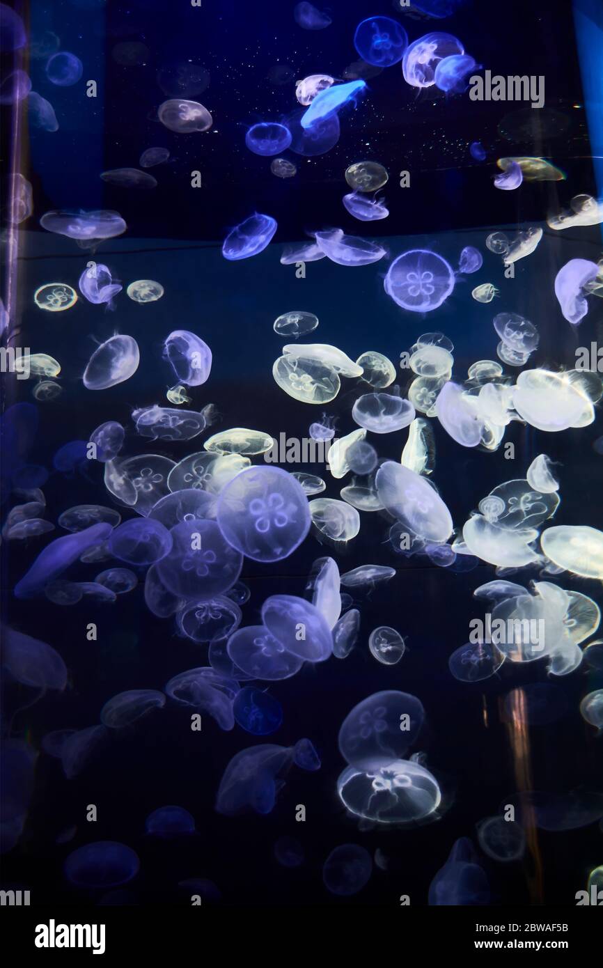 Jellyfish set, in the ocean, blue color, fluorescent Stock Photo - Alamy