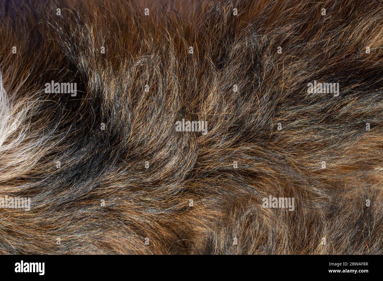 Texture of soft fur hires stock photography and images Alamy