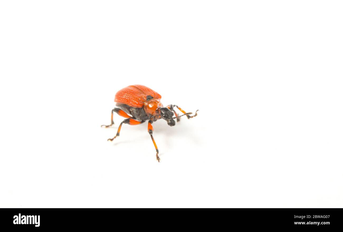 A hazel-leaf roller weevil, Apoderus coryli, photographed against a white background. Dorset England UK GB Stock Photo