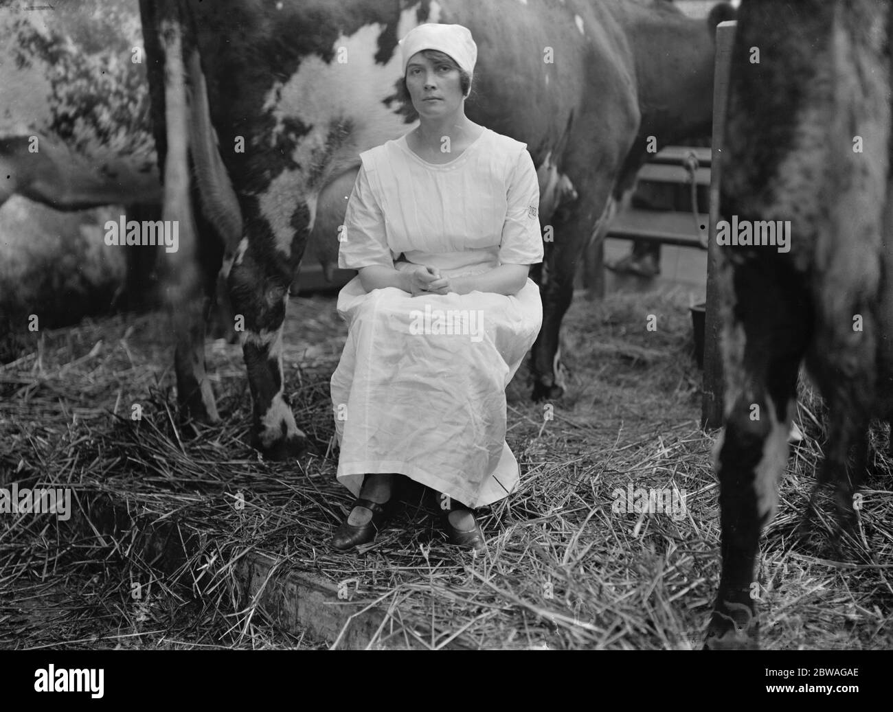 At the Dairy Show atthe Agricultural Hall , London . Miss Buchanan , Scottish Champion , winner of the milking competition . 27 October 1923 Stock Photo