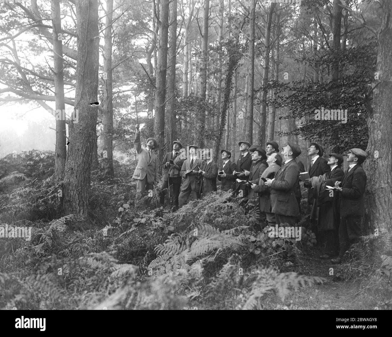 At Brockenhurst in the New Forest , Hampshire , the Forestry Commission ' s School of Forestry for disabled ex - servicemen . Pointing out interesting features during an excursion through the forest . 7 November 1920 Stock Photo