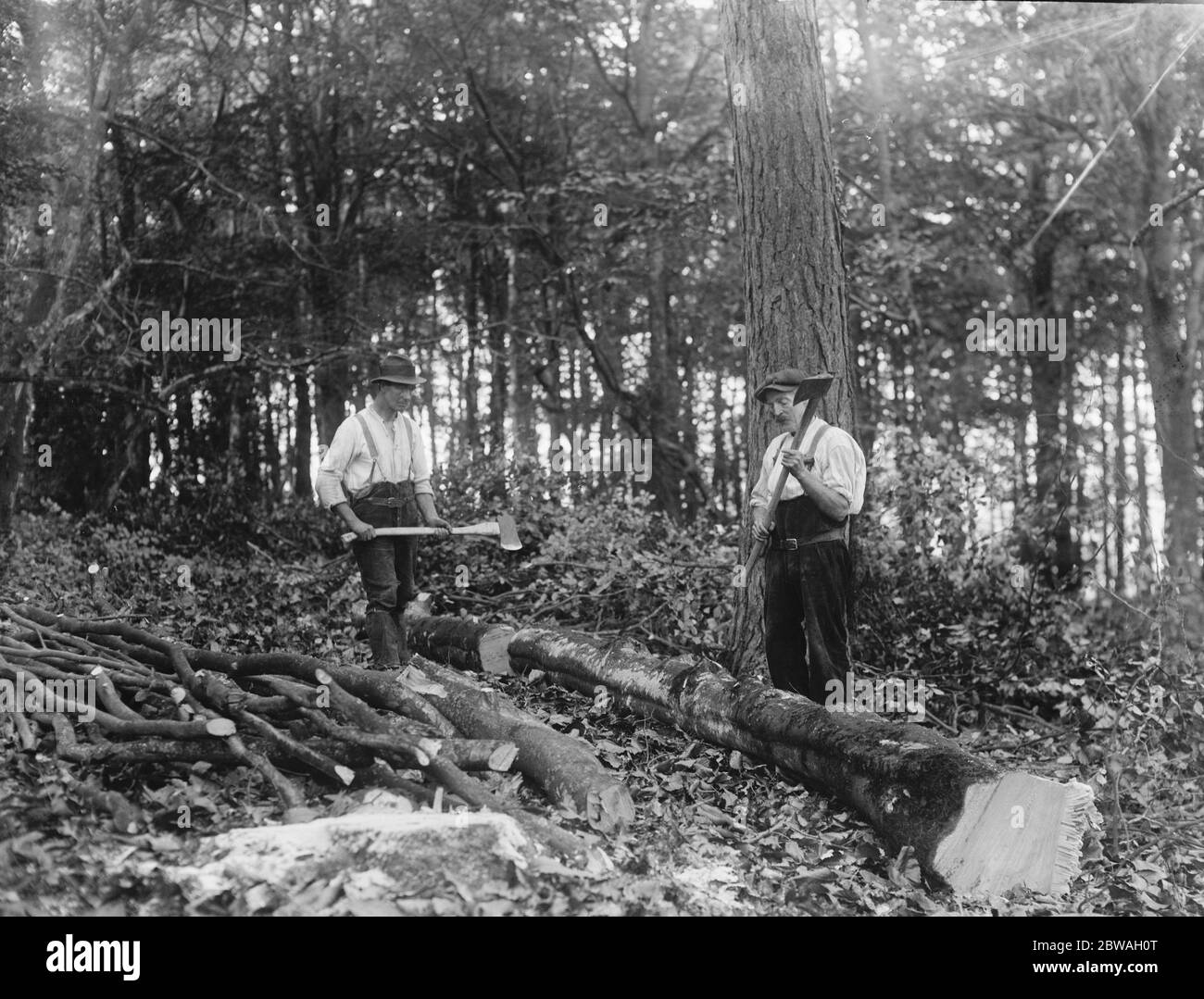 Tiverton Town Council buys Newts Hill Woods to provide fuel for the town people . Workmen chopping down trees . 26 October 1920 Stock Photo