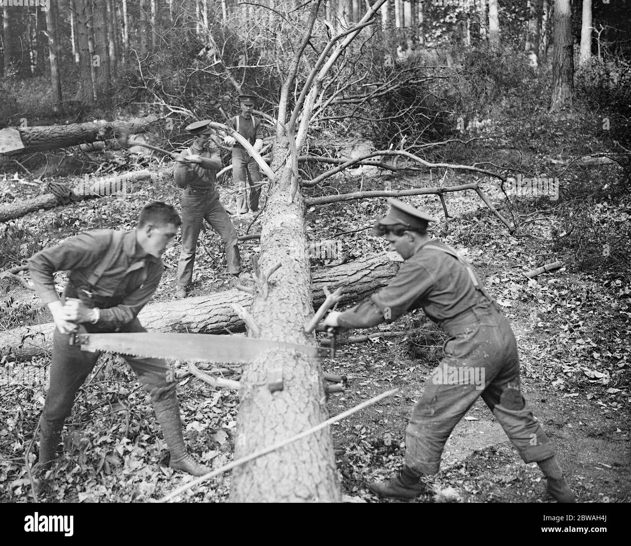 Canadian lumberman in Windsor Great Park 1500 Canadian lumbermen are now employed in felling timber in the crown forests Our photo taken in Windsor Great Park shows a tree being cut into foot long longths . In the background men are cutting off the branches Stock Photo