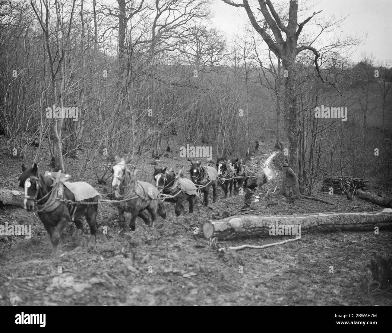 A logging team at work at Chipps Cross , Between Rye and Hastings February 1936 Stock Photo