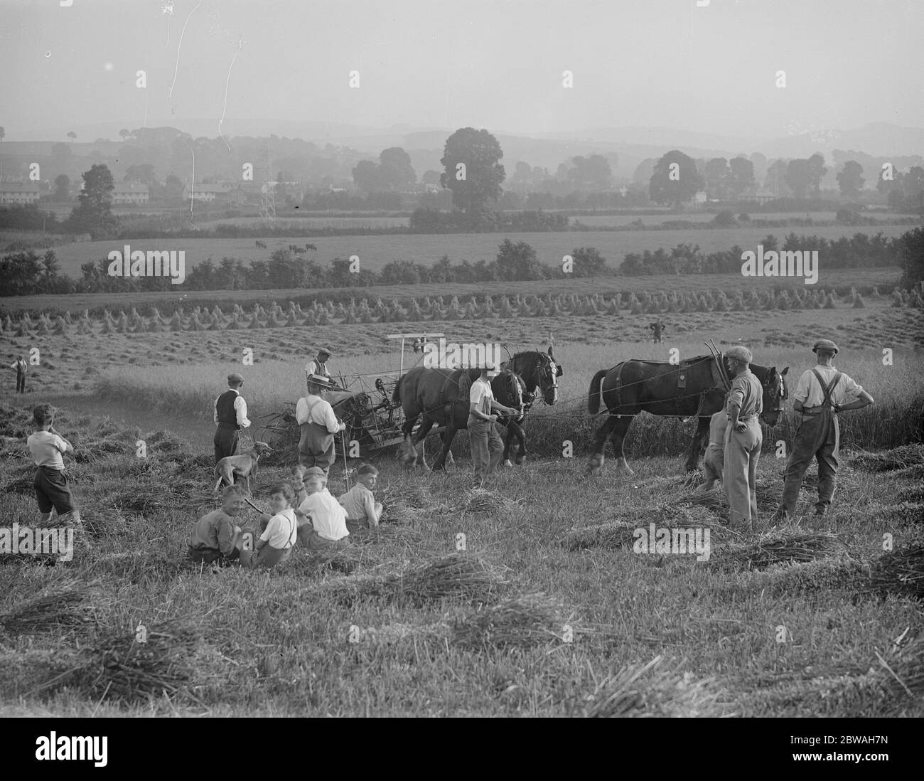 Harvesting horses Black and White Stock Photos & Images - Alamy