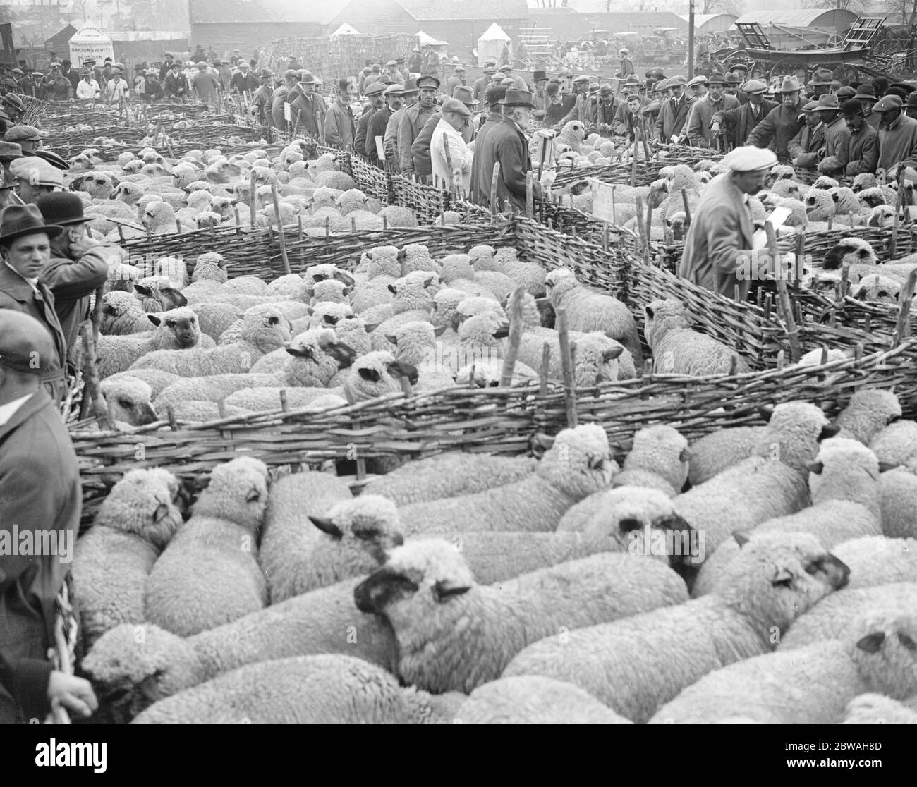 The first big sheep fair of the season at Wilton 5 May 1919 Stock Photo