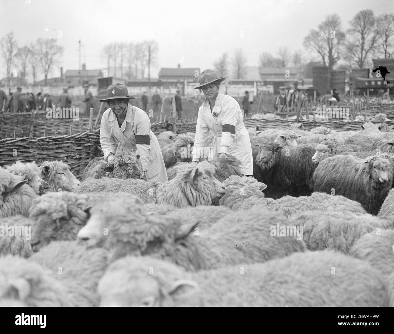 The first big sheep fair of the season at Wilton 5 May 1919 Stock Photo