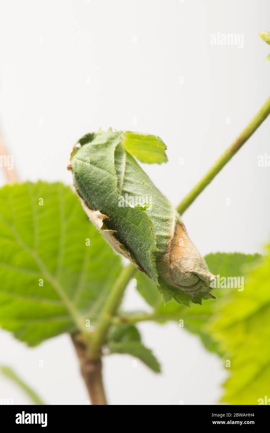 A hazel leaf that has been rolled by the hazel-leaf roller weevil, Apoderus  coryli. The weevil then lays its eggs inside the rolled leaf. Dorset Engla  Stock Photo - Alamy