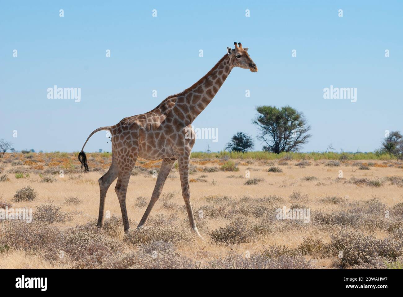 An Angolan giraffe, also known as the Namibian giraffe walking in African grassland. Photographed in Etosha National Park, Namibia. Stock Photo