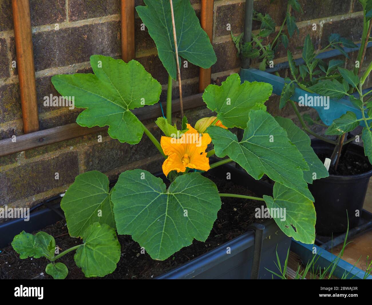 Young climbing courgette plant, variety Black Forest F1, with green leaves and a yellow flower in a garden trough beside a trellis Stock Photo