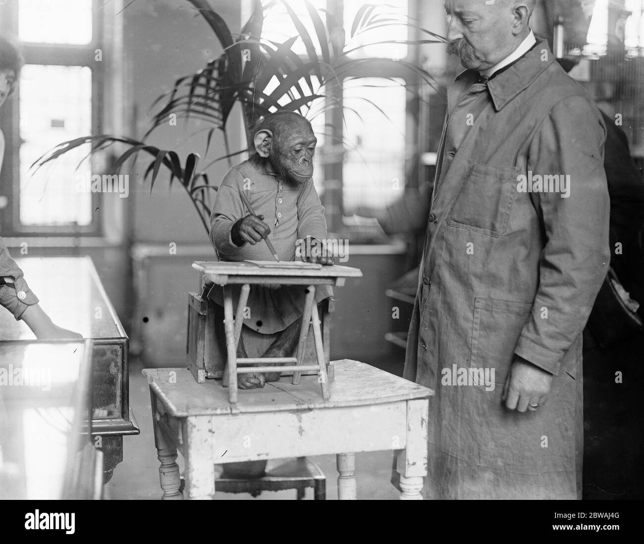 John Willie , the wonderful chimpanzee at Derry and Toms zoo 18 June1921 Stock Photo