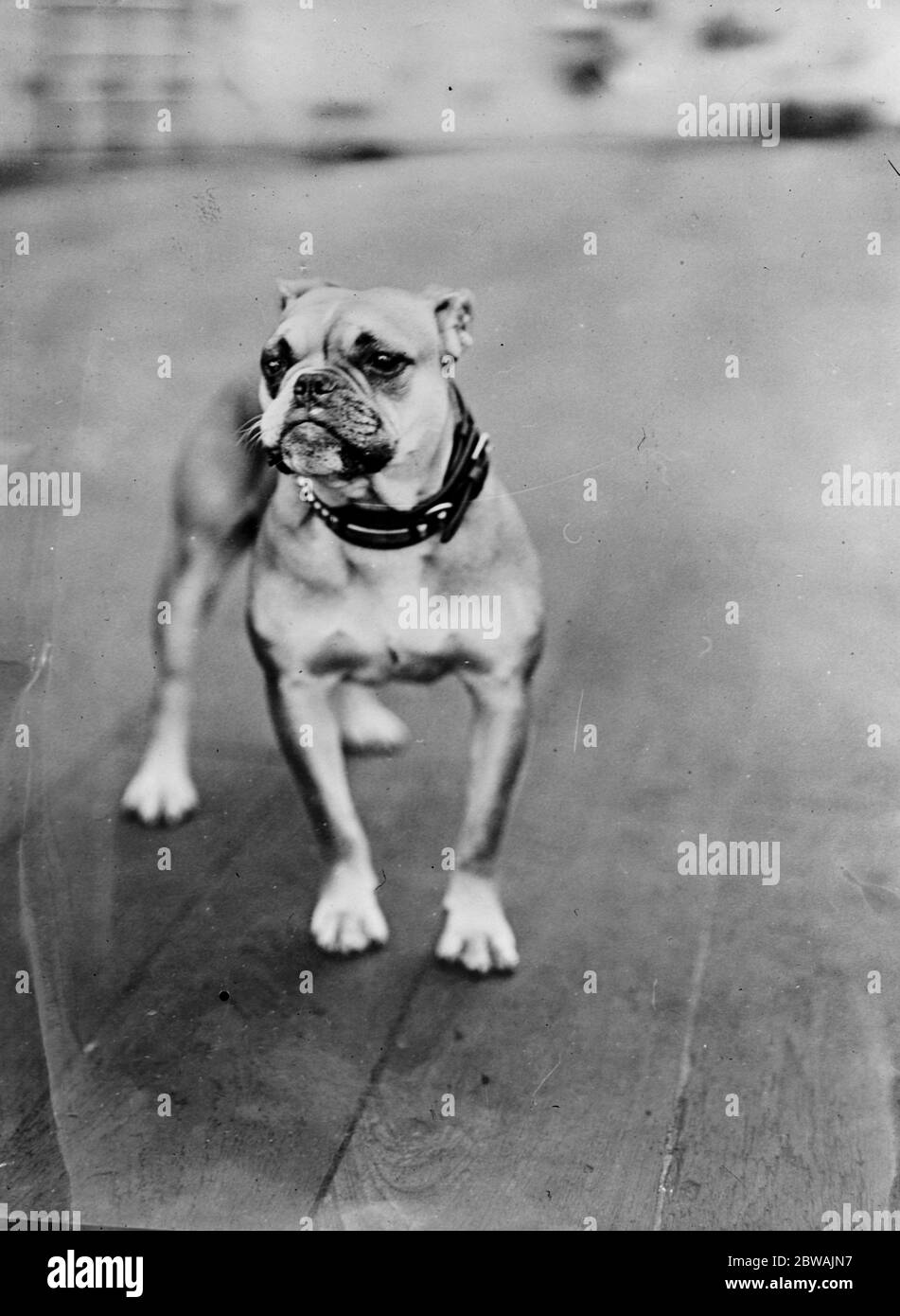 First lady animal hi-res stock photography and images - Alamy First lady animal hi-res stock photography and images - Alamy