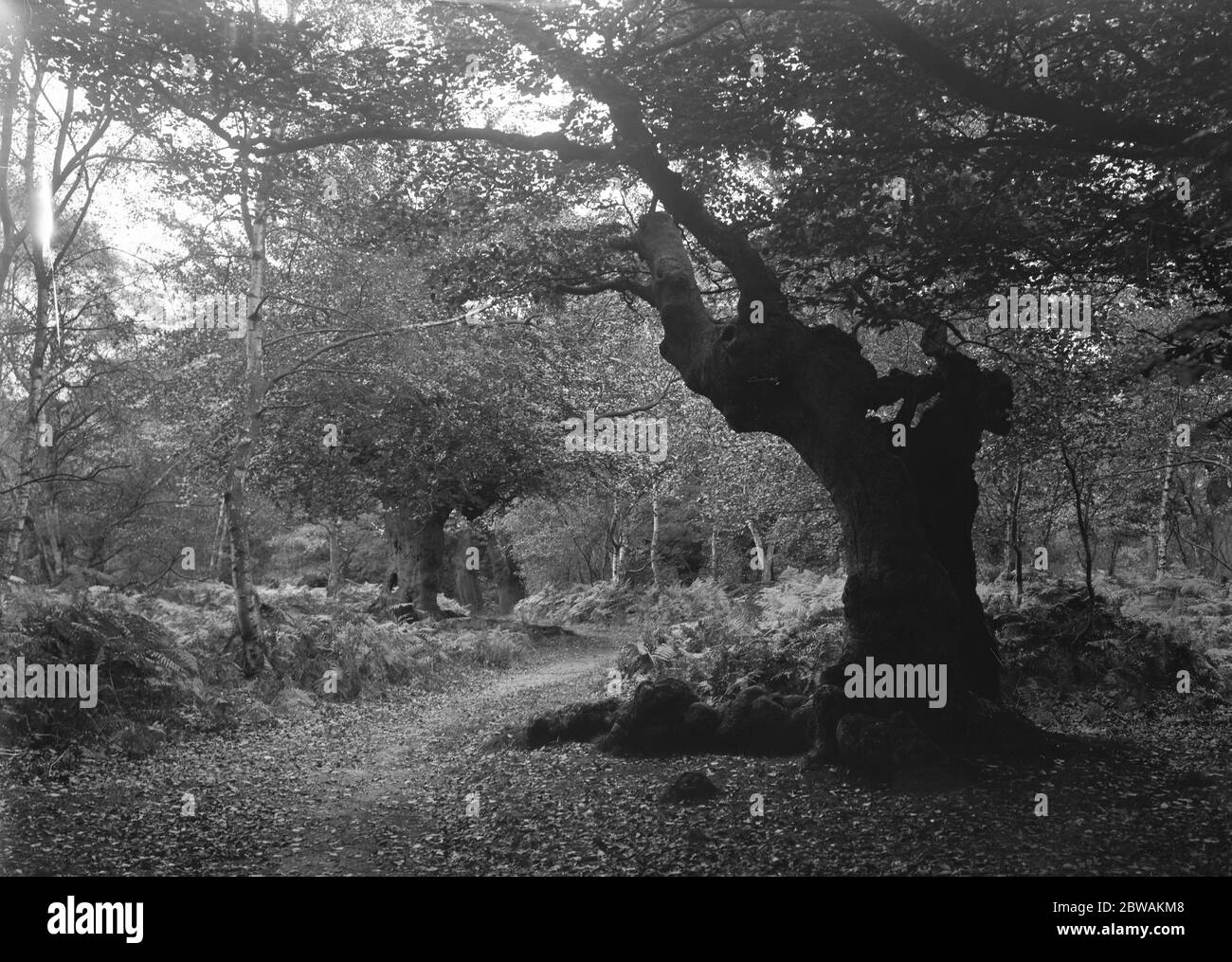 Burnham Beeches Stock Photo