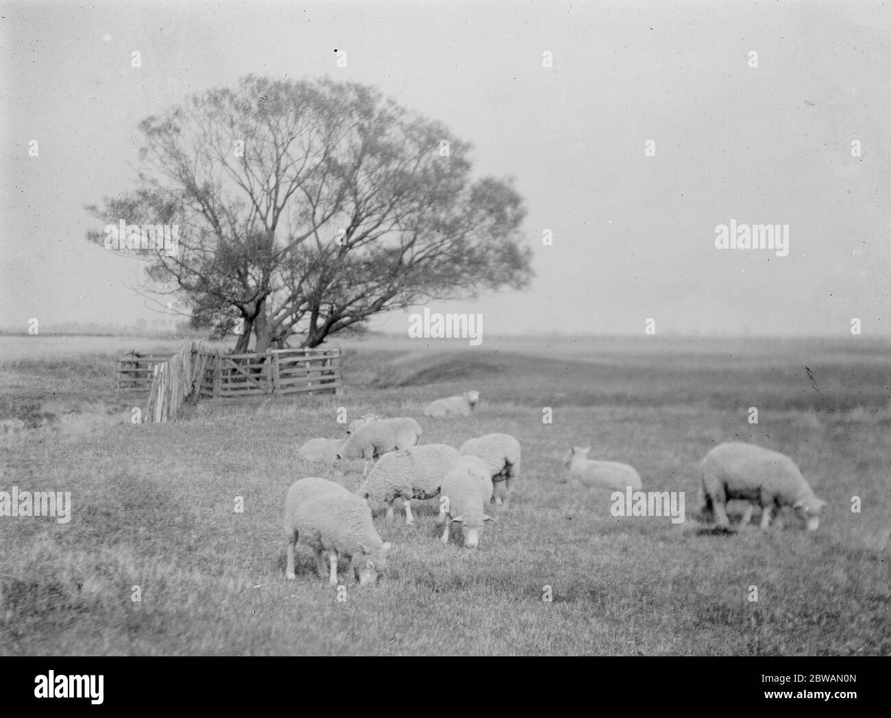 Romney Marsh a sparsely populated wetland area in the counties of Kent and East Sussex 1925 Stock Photo
