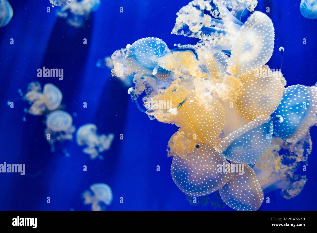 A bunch of Phyllorhiza punctata jellyfishes (floating bell, Australian spotted jellyfish, brown jellyfish or the white-spotted jellyfish) in aquarium. Stock Photo